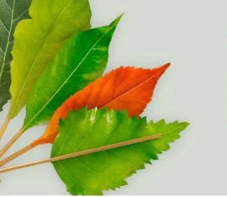 Playa El Puntal Asturias *